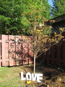Planting our tree in memory of our mothers was a life affirming act of love.