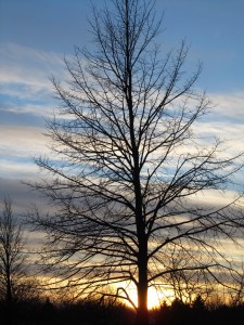 Tree in the Sunset